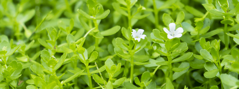 Bacopa