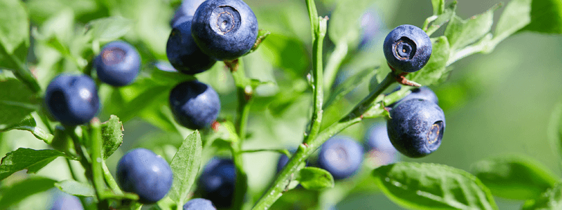 Bilberry