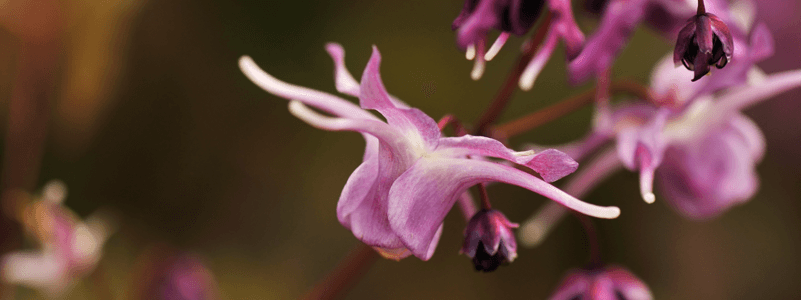 Epimedium