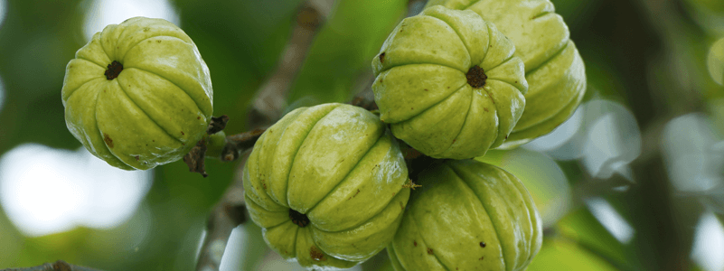 Garcinia Cambogia