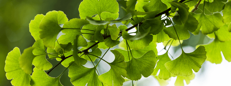 Ginkgo Biloba