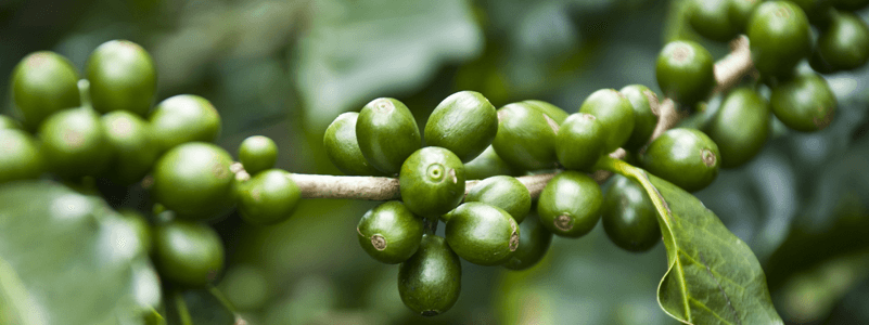 Green Coffee Bean Extract