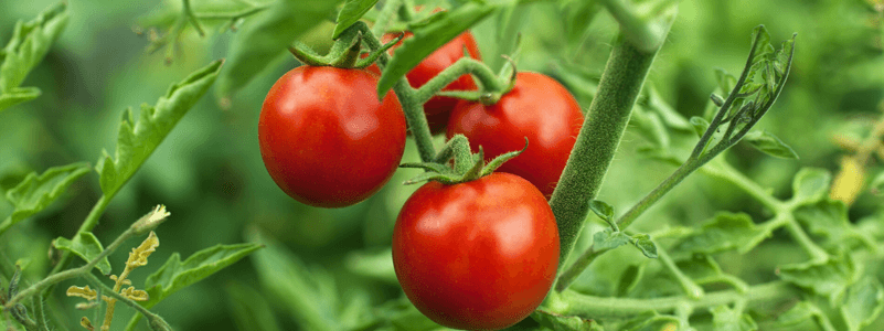 Lycopene