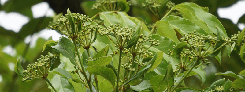 Phellodendron Chinense