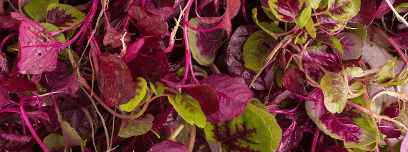 Red Spinach