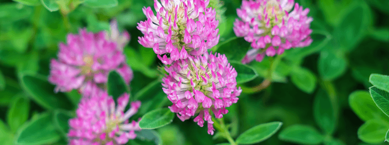 Red Clover