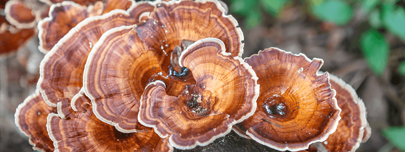 Reishi Mushroom