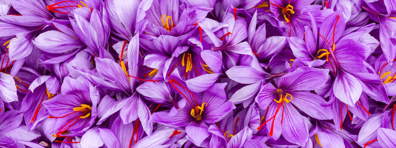 Saffron Extract