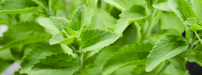 Stevia